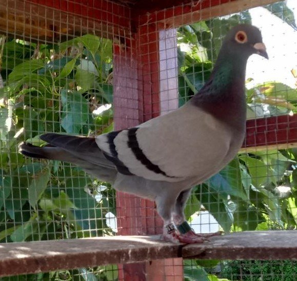 Pentlandhills Fed Winner for A Baillie.jpg