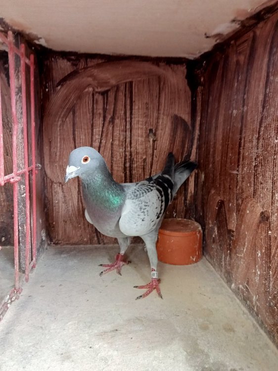 Paul's winning pigeon see text.JPG