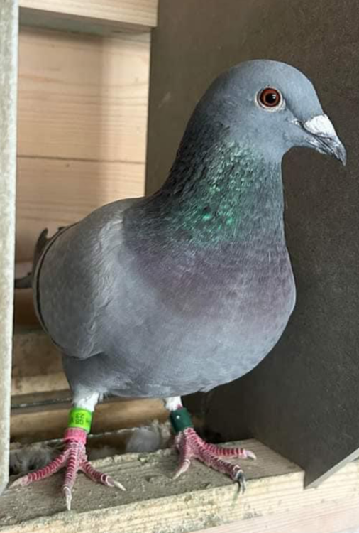 'Girdy' Mr & Mrs Girdwood's Pentlandhills Fed Winner from Catterick.png
