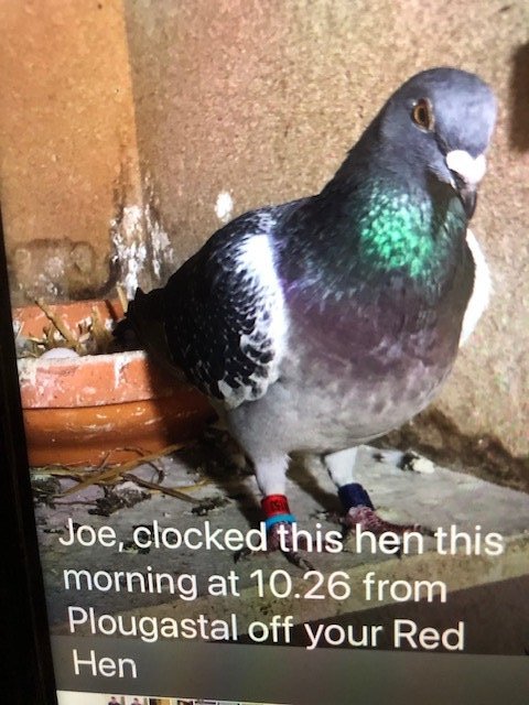 Karl Murphy hen see text.jpg