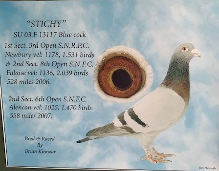 Stichy.jpg