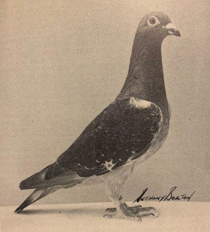 Alpine Queen see text.jpg