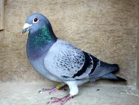 Len Downie  Pencil Cock.jpg