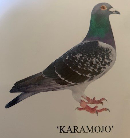 Karamojo see text.jpg