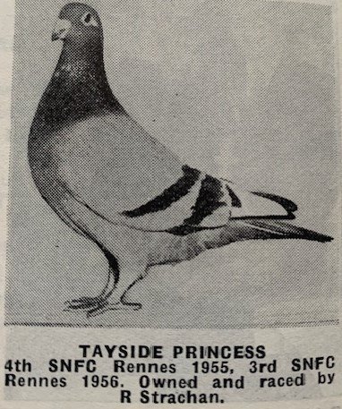 Tayside Princess see text.jpg
