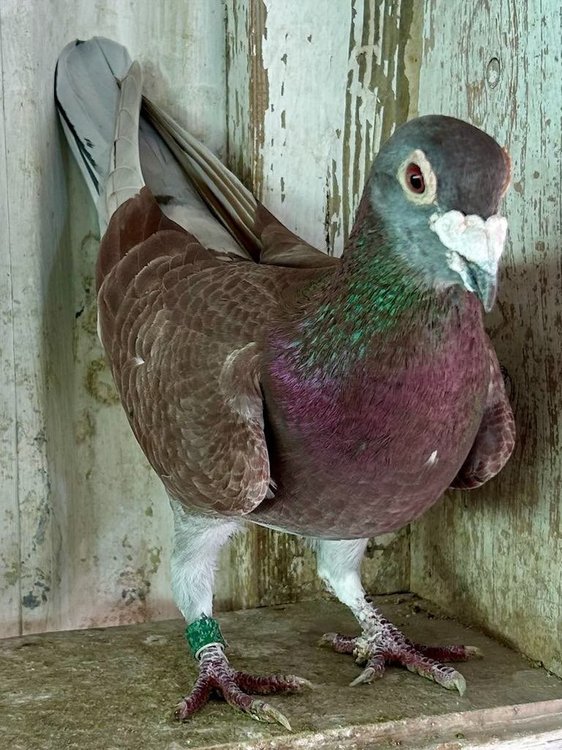Red Cheq cock which is the sire of 9th SAHPA Alice Springs.jfif.jpg