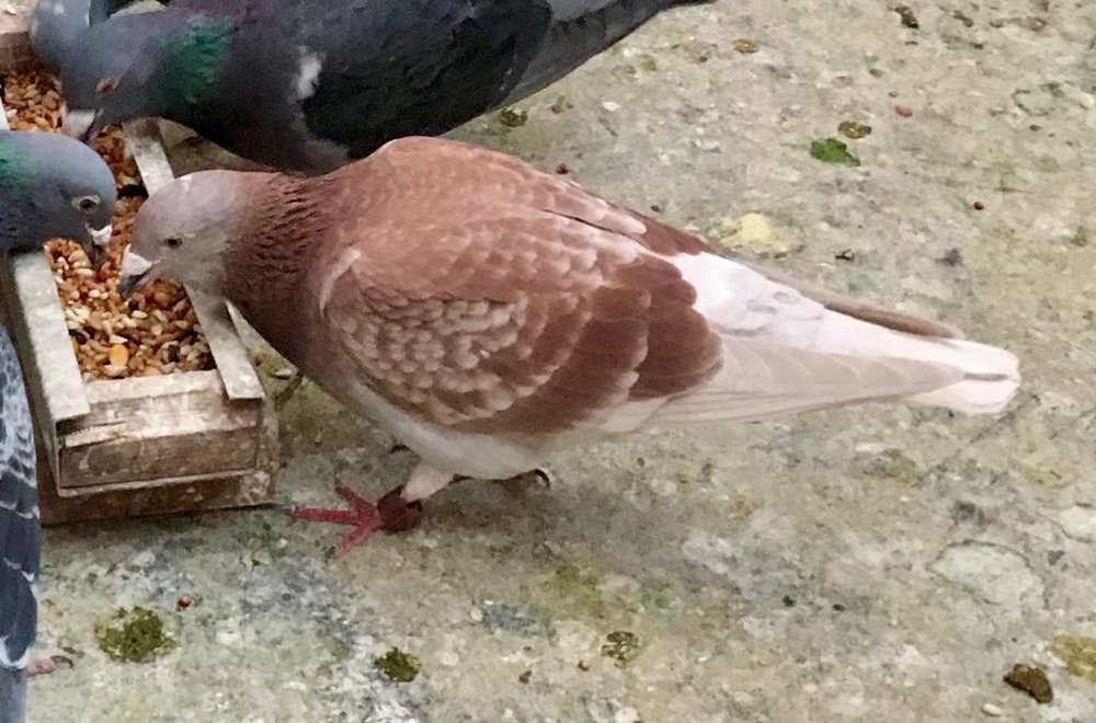 This is the hen having a feed after returning from Alice Springs  830 miles..jfif.jpg