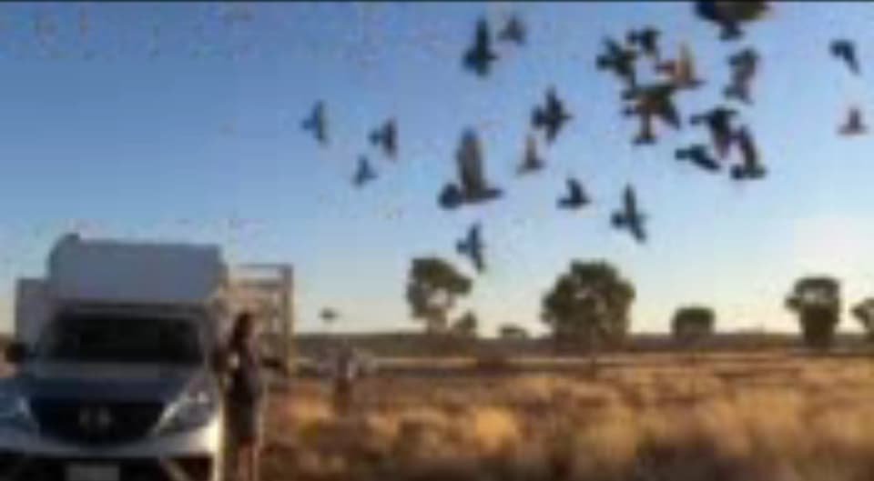 This is the release of the Alice Springs liberation.jfif.jpg