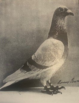 Eastriggs Supreme 1st open SNFC Rennes 1967 from 5701 birds competing.jpg
