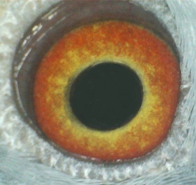 Blue Hen Eye.jpg
