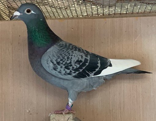 Chequer Pied Hen.jpg