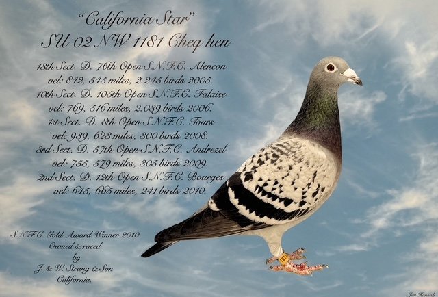 California Star see text.JPG