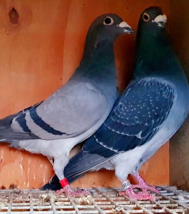 Pay Pal with his hen. See Text.jpg