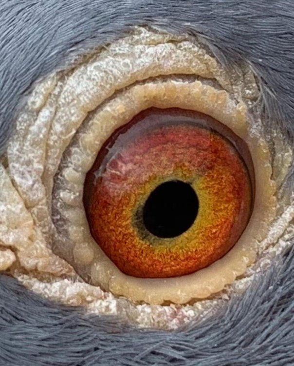 Eye of 345.JPG