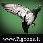 pigeons_lt